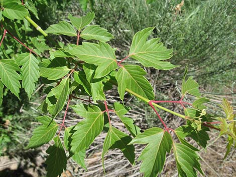 Boxelder (Acer negundo)