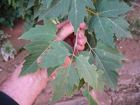 Boxelder (Acer negundo)