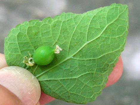 Netleaf Hackbury (Celtis reticulata)