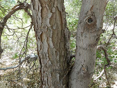 Netleaf Hackbury (Celtis reticulata)