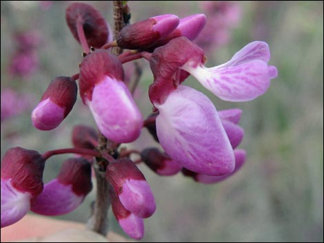 California Redbud (Cercis orbiculata)