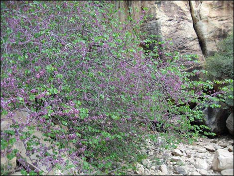 California Redbud (Cercis orbiculata)