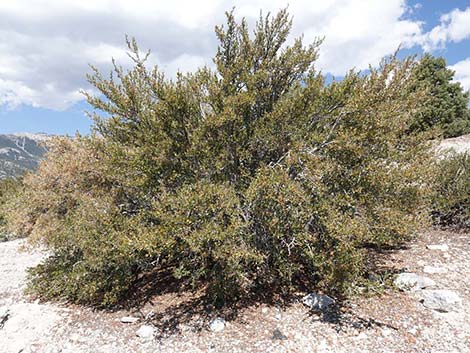 Curl-leaf Mountain Mahogany (Cercocarpus ledifolius)