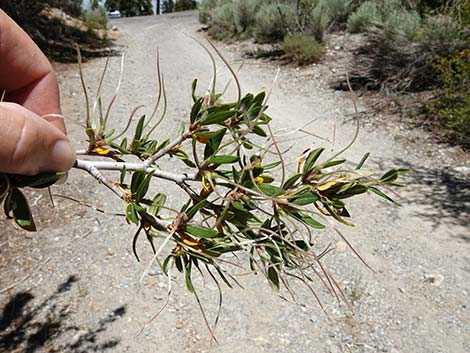 Curl-leaf Mountain Mahogany (Cercocarpus ledifolius)