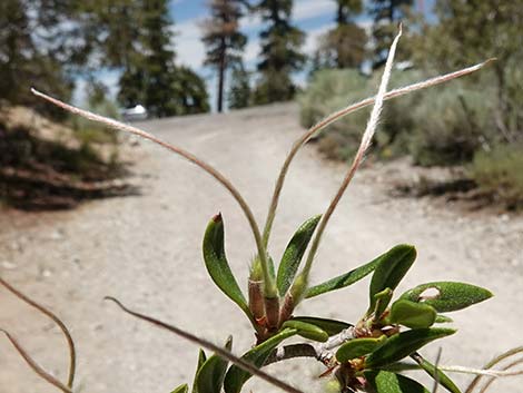 Curl-leaf Mountain Mahogany (Cercocarpus ledifolius)