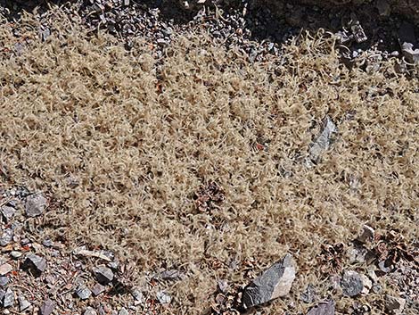 Curl-leaf Mountain Mahogany (Cercocarpus ledifolius)