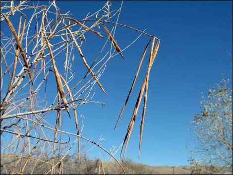 Desert Willow (Chilopsis linearis)