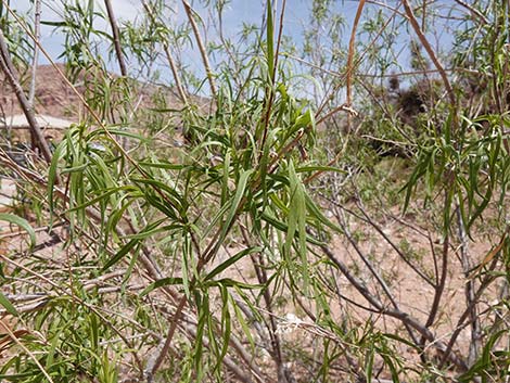 Desert Willow (Chilopsis linearis)