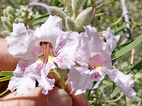 Desert Willow (Chilopsis linearis)