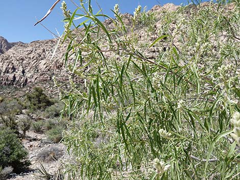 Desert Willow (Chilopsis linearis)