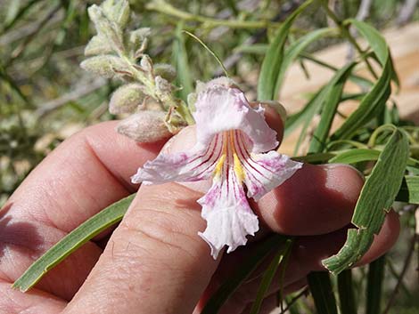 Desert Willow (Chilopsis linearis)