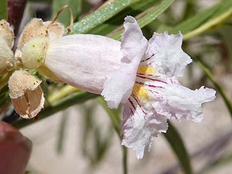 Desert Willow (Chilopsis linearis)