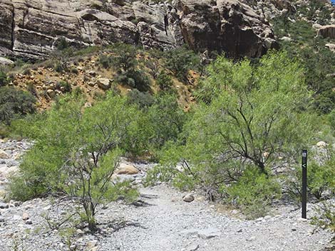 Desert Willow (Chilopsis linearis)