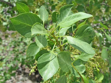 Singleleaf Ash (Fraxinus anomala)