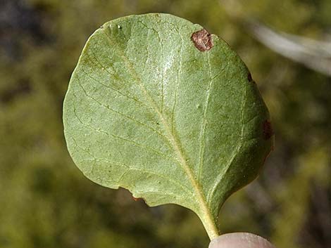 Singleleaf Ash (Fraxinus anomala)