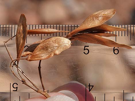 Singleleaf Ash (Fraxinus anomala)