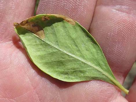 Singleleaf Ash (Fraxinus anomala)