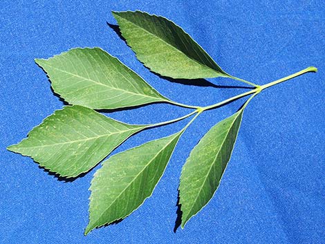 Velvet Ash (Fraxinus velutina)