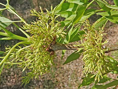 Velvet Ash (Fraxinus velutina)