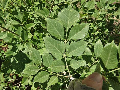 Velvet Ash (Fraxinus velutina)