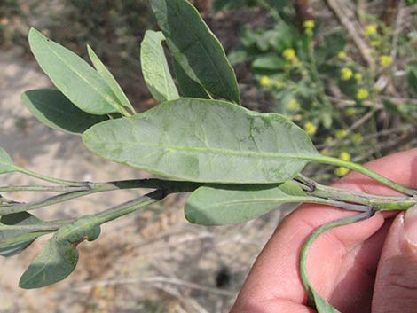 Tree Tobacco (Nicotiana glauca)