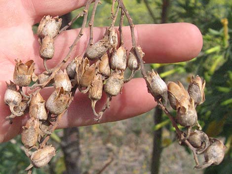 Tree Tobacco (Nicotiana glauca)