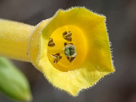 Tree Tobacco (Nicotiana glauca)