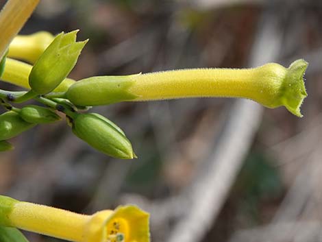 Tree Tobacco (Nicotiana glauca)