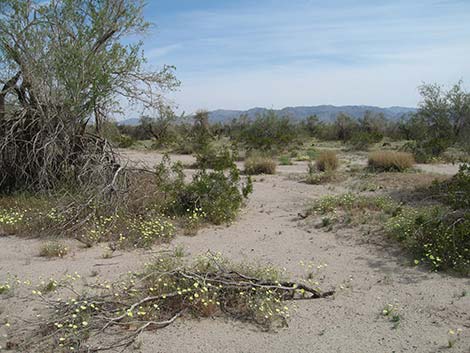 Ironwood Tree (Olneya tesolata)