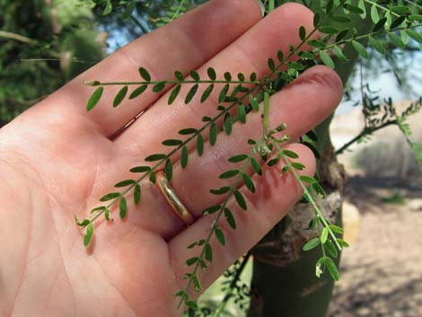 Foothill Paloverde (Cercidium microphyllum)