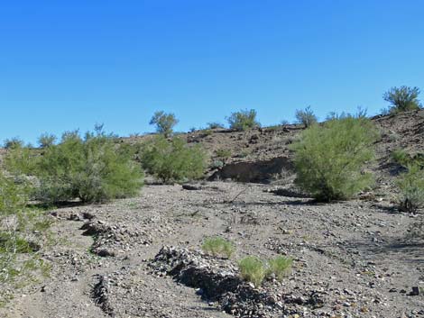 Foothill Paloverde (Cercidium microphyllum)