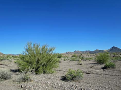 Foothill Paloverde (Cercidium microphyllum)