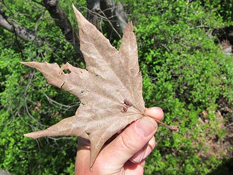 California Sycamore (Platanus racemosa)