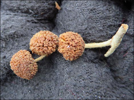 California Sycamore (Platanus racemosa)