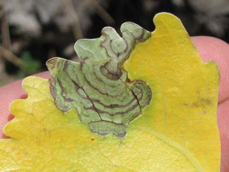 Fremont's Cottonwood (Populus fremontii)