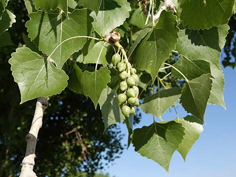 Fremont's Cottonwood (Populus fremontii)