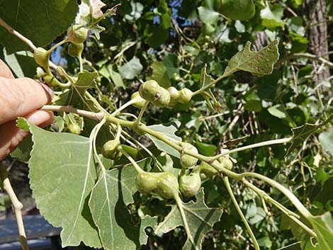 Fremont's Cottonwood (Populus fremontii)