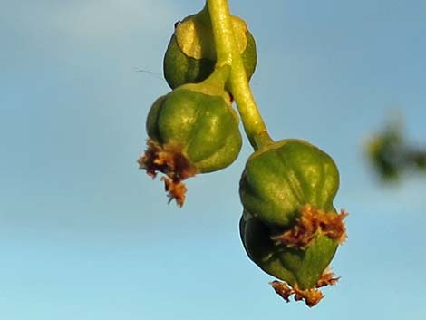 Fremont's Cottonwood (Populus fremontii)