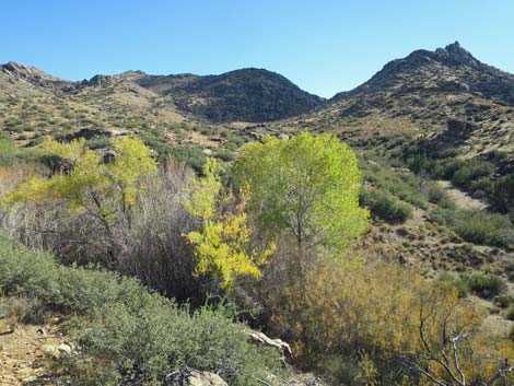 Fremont's Cottonwood (Populus fremontii)