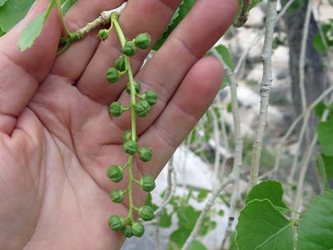 Fremont's Cottonwood (Populus fremontii)