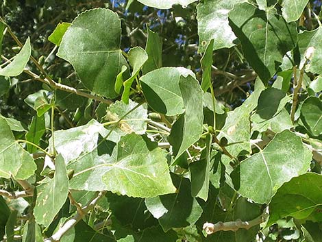 Fremont's Cottonwood (Populus fremontii)