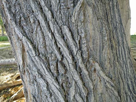 Fremont's Cottonwood (Populus fremontii)