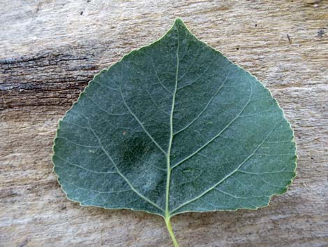 Fremont's Cottonwood (Populus fremontii)