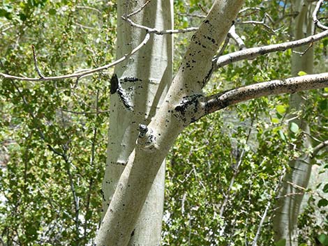 Quaking Aspen (Populus tremuloides)