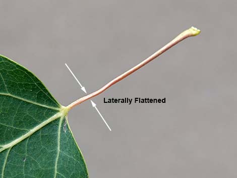 Quaking Aspen (Populus tremuloides)