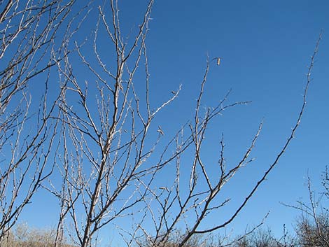 Honey Mesquite (Neltuma glandulosa)