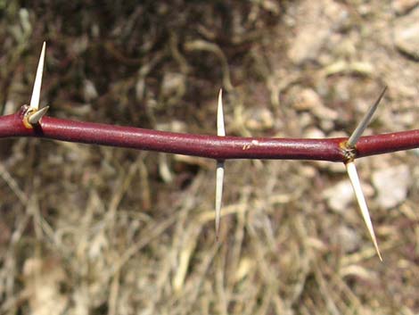 Honey Mesquite (Neltuma glandulosa)