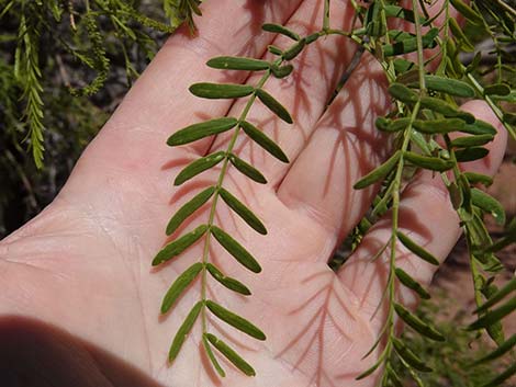 Honey Mesquite (Neltuma glandulosa)