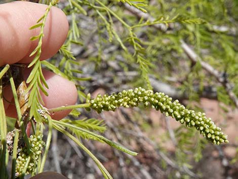 Honey Mesquite (Neltuma glandulosa)