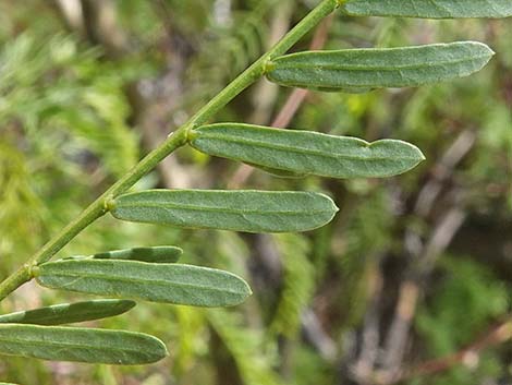 Honey Mesquite (Neltuma glandulosa)